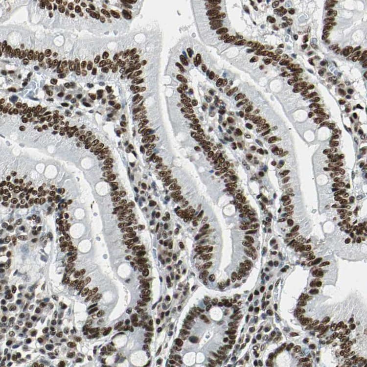 Anti-XRCC4 antibody(AB213729)