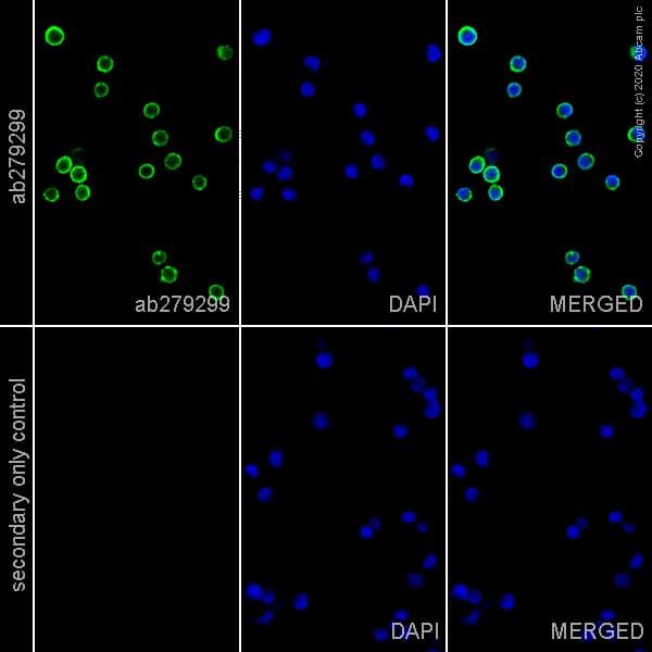 Anti-CD20 antibody [EP459Y] - Mouse IgG2a (Chimeric) - BSA and Azide free(AB279311)