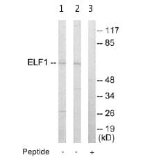 Anti-ELF1 antibody(ab64937)