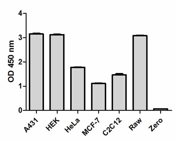 ERK1/2 (pT202/Y204) ELISA Kit(AB176640)