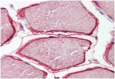 Anti-Caveolin-3 antibody - N-terminal(AB189349)