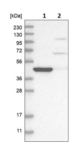 Anti-AMACR antibody(ab246927)