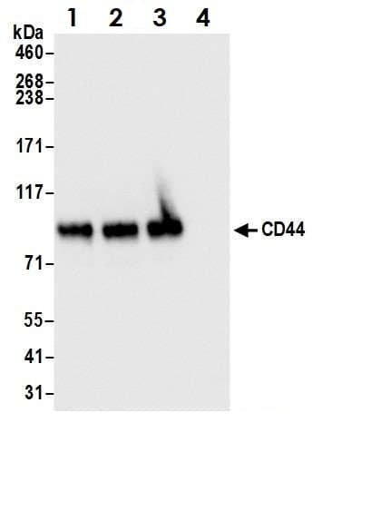 Anti-CD44 antibody(AB157107)
