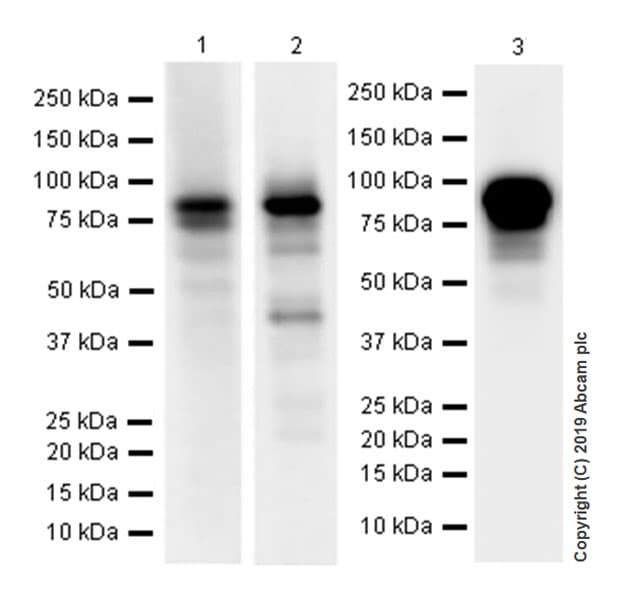 Anti-O-Linked N-Acetylglucosamine antibody [EPR19847](AB202665)