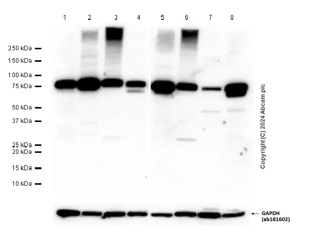 Anti-FACL4 antibody [EPR8640](AB155282)
