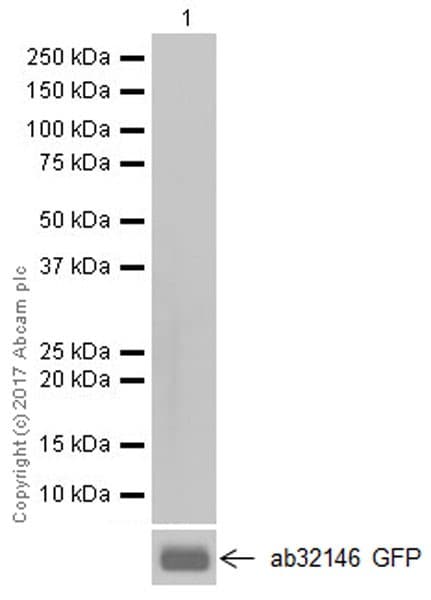 Anti-mCherry antibody [EPR20579](AB213511)