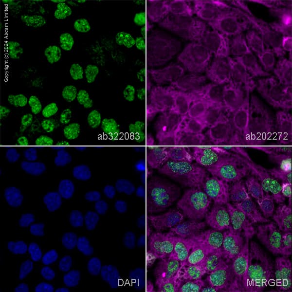 Goat Anti-Chicken IgY H&L (Alexa Fluor® 488) preadsorbed(AB150173)