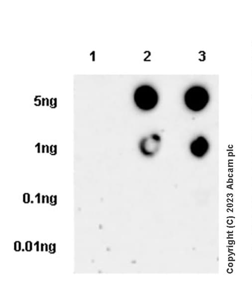 Anti-DAP12 (phospho Y91) antibody [EPR25630-43](AB314891)