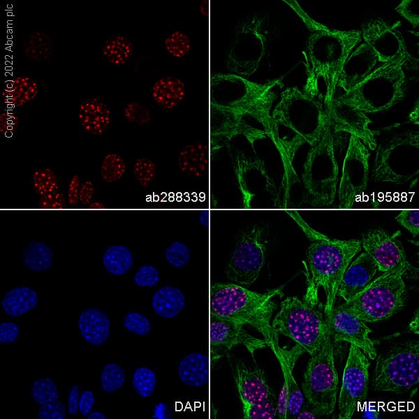 Alexa Fluor® 647 Anti-Histone H3 (tri methyl K9) antibody [EPR16601] - ChIP Grade(AB288339)