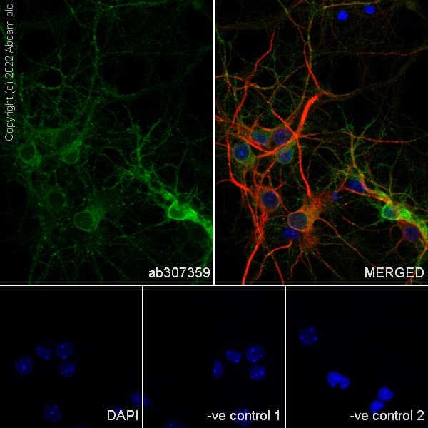 Gaba A Receptor Alpha 2 Gabra2 Antibody Epr26485 185 Bsa And Azide Free Ab307360  Immunocytochemistry Immunofluorescence Img405539