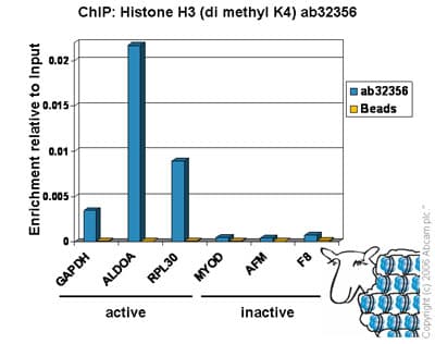 Histone H3 (K4 methylation) Panel (mono methyl K4, di methyl K4, tri methyl K4)(AB103938)