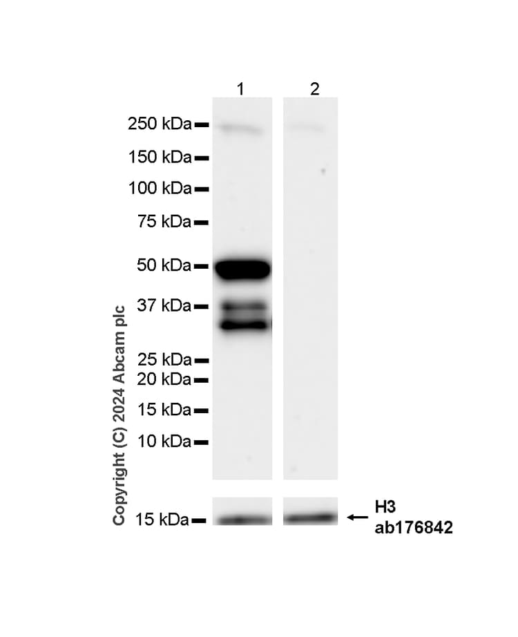 Anti-MNDA antibody [253A](AB188566)