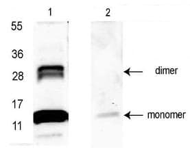 Anti-GDF15 antibody(AB106006)