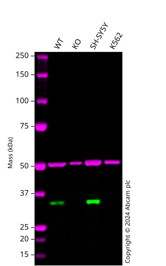 Anti-Cyclin D1 antibody [EPR2241] - C-terminal(AB134175)