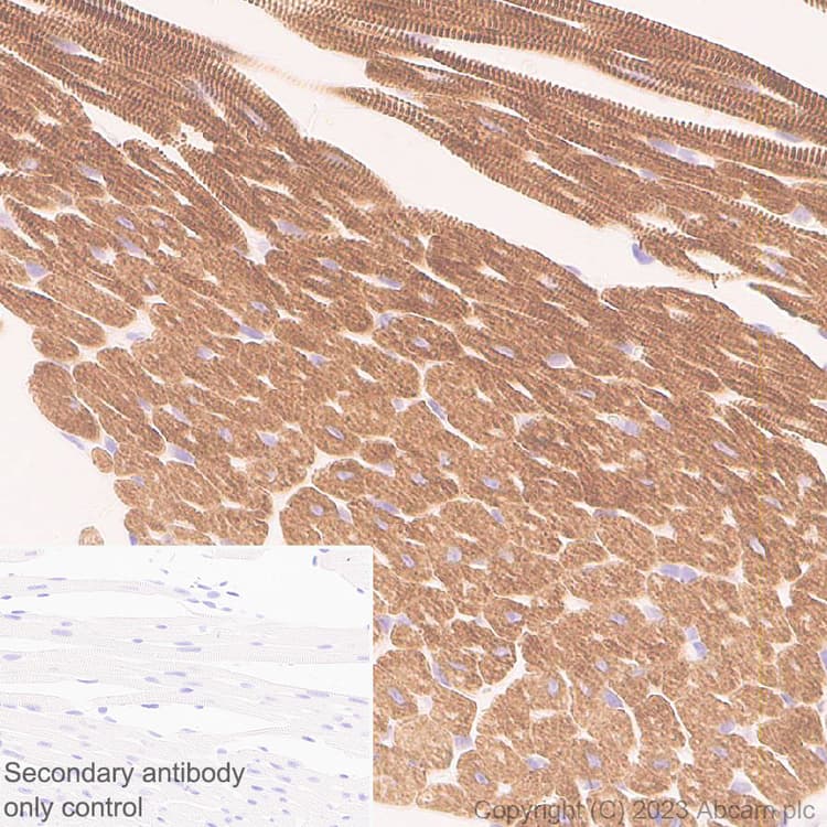 Anti-MYBPC3 antibody [EPR25673-58](AB308619)