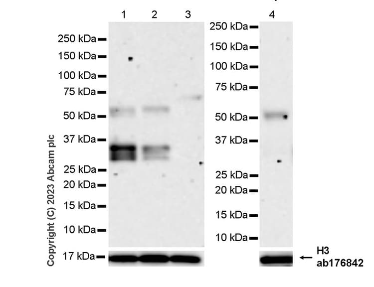 Anti-RUNX1 / AML1 antibody [RM1089] - BSA and Azide free(AB315399)