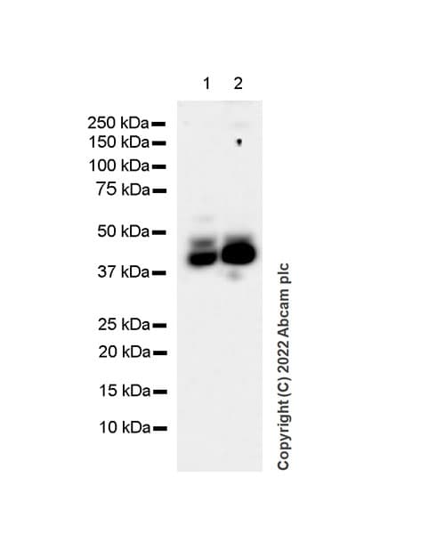 Sphk1 Antibody Epr24511 37 Bsa And Azide Free Ab302715  Western Blot Img401145