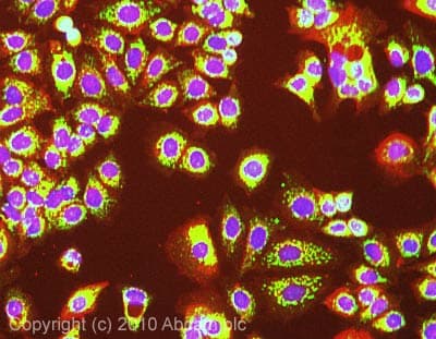Idh2 Antibody 5f11 Ab55271  Immunocytochemistry Immunofluorescence Img126094