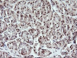 Anti-H-protein antibody [OTI3G1](AB156763)