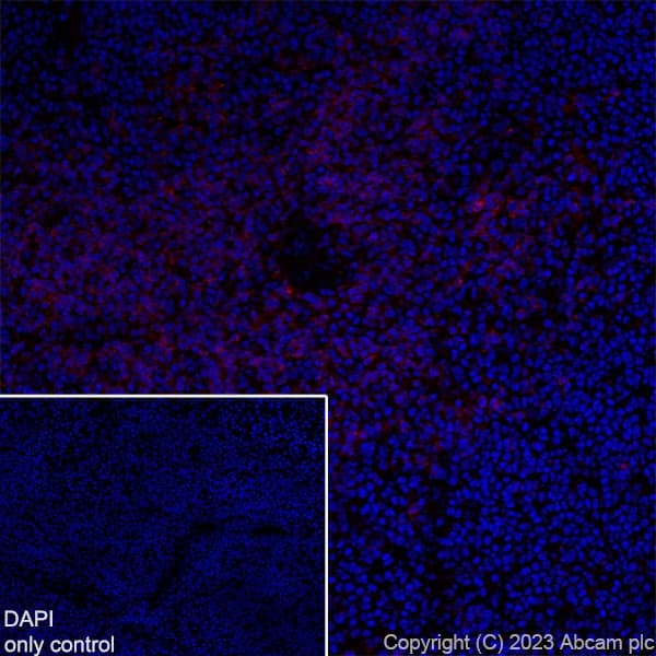 Alexa Fluor® 555 Anti-CD4 antibody [EPR19514](AB313727)