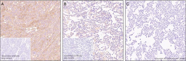 Antigen Retrieval Buffer 100x Citrate Buffer Ab93678 Immunohistochemistry Formalin Pfa Fixed Paraffin Embedded S VoWLaSahRv