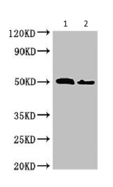 Anti-VPS4B/MIG1 antibody(ab224736)