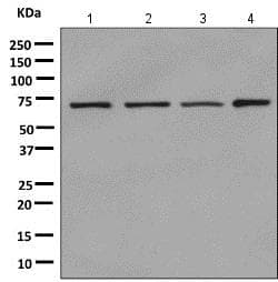 Anti-Alas1 antibody [EPR10247] - Mitochondrial Marker(AB154860)