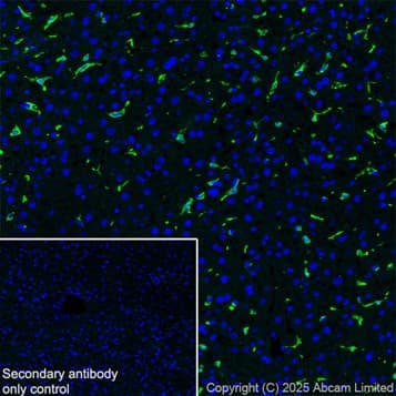 Anti-Iba1 antibody [EPR16588] – Chicken IgY (Chimeric)(AB318302)