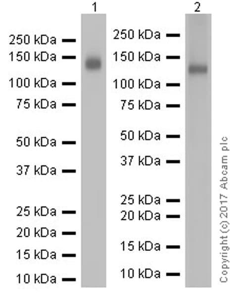 Anti-CD133 antibody [EPR20980-104](AB216323)