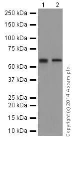 Anti-IRF5 antibody [EPR17067](AB181553)