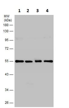 Anti-TUBA4A antibody(AB228701)
