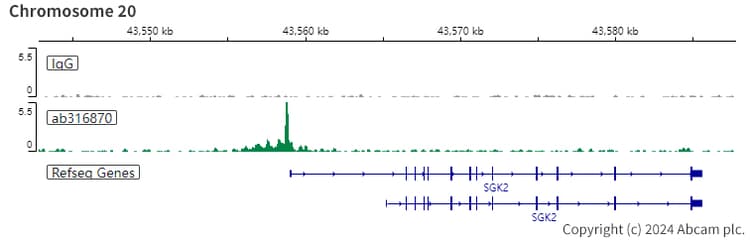 Hnf1 Alpha Antibody Rm1094 Bsa And Azide Free Ab316871  Chic Cut Run Sequencing Img428323