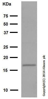 Anti-CDKN2A/p16INK4a antibody [EPR1473] - C-terminal(AB108349)