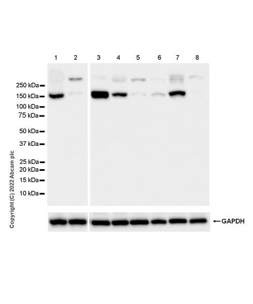 Anti-ATP13A2 antibody [EPR26835-63] - BSA and Azide free(AB303529)