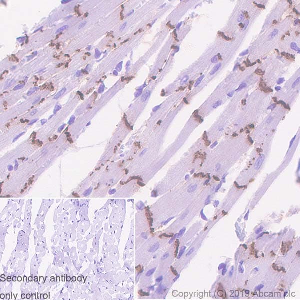 Anti-Connexin 43 / GJA1 antibody [EPR22955-101] - Intercellular Junction Marker(AB235585)