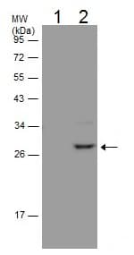 Hmgb1 Antibody N Terminal Ab228624  Immunoprecipitation Img69147