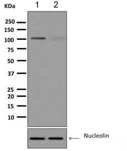 Nucleolin Phospho T76 Antibody Epr8080 2 Ab168363  Western Blot Img109053