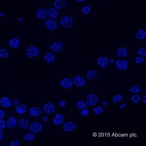 Mounting Medium With Dapi Aqueous Fluoroshield Ab104139 Immunocytochemistry Immunofluorescence Img75789