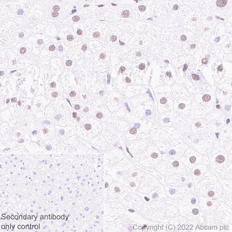 Anti-HCF-1 / Host Cell Factor C1 antibody [EPR25290-18](AB289975)