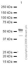 Anti-FOXG1 antibody [mabcam 51774](ab51774)