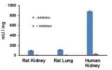 Angiotensin II Converting Enzyme (ACE2) Activity Assay Kit (Fluorometric)(AB273297)