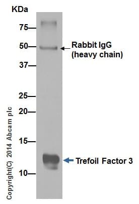 Anti-Trefoil Factor 3 antibody [EPR3974](AB108599)