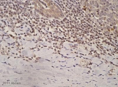 Anti-Caspase-3 antibody(AB4051)