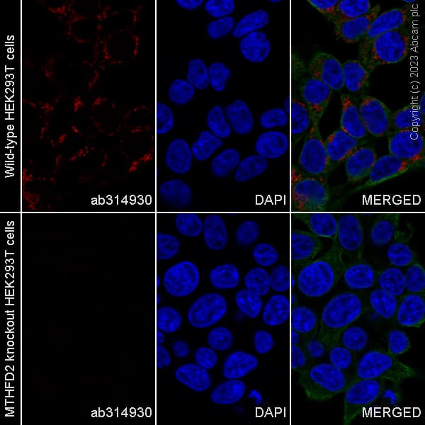 Alexa Fluor 647 Mthfd2 Antibody Epr26938 20 Ab314930  Immunocytochemistry Immunofluorescence Img422265