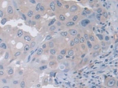 Trpv3 Antibody Ab231150  Immunohistochemistry Formalin Pfa Fixed Paraffin Embedded Sections Img10214