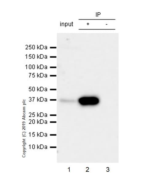 Anti-DMC1 antibody [EPR23207-130](AB245217)