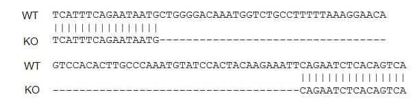 Human ACE2 knockout Hep G2 cell lysate(ab275495)
