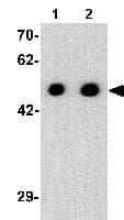 Anti-Arrestin C antibody - C-terminal(AB180912)