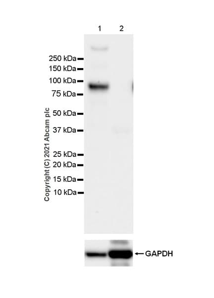 Anti-CD68 antibody [EPR23917-164](AB283654)