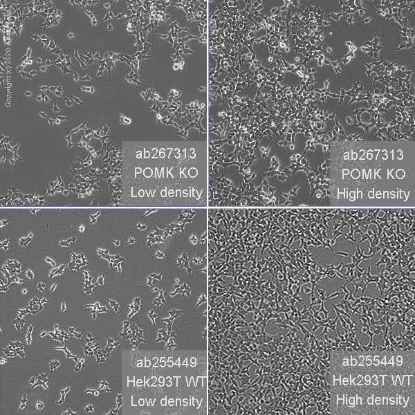 Human POMK knockout HEK-293T cell line(AB267313)